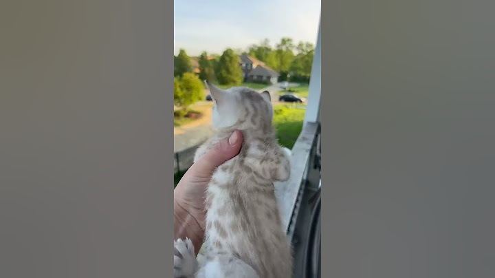 Mama Cat Comes Running Home to Kitten's Cry || ViralHog