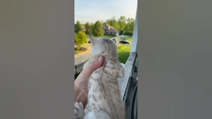 Mama Cat Comes Running Home to Kitten's Cry || ViralHog - DayDayNews