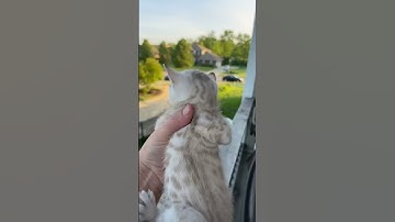 Mama Cat Comes Running Home to Kitten