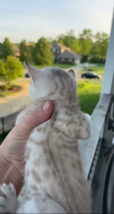 Ibu Kucing Berlari Pulang ke Rumah Mendengar Tangisan Anak Kucingnya || ViralHog