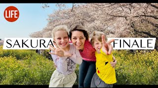 Sakura Finale | Life in Japan Episode 205