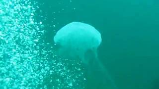 Jellyfish and Bubbles.MOV