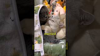 Cat Family Love Story 🐱❤️ From Couple to Cute Kitten!