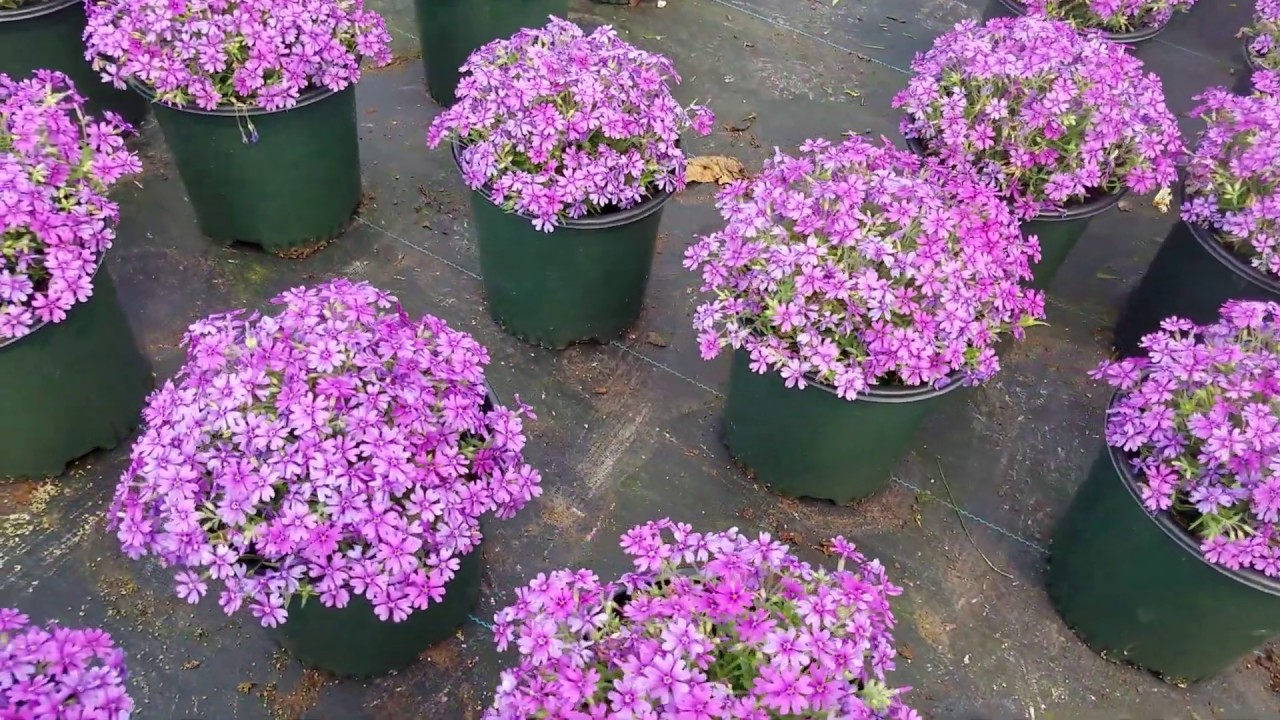 Phlox 'Rocky Road Grape' (Spring Phlox)