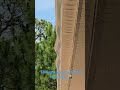 Rain Gutter Fails Comedy #sorry #blooper #gutters