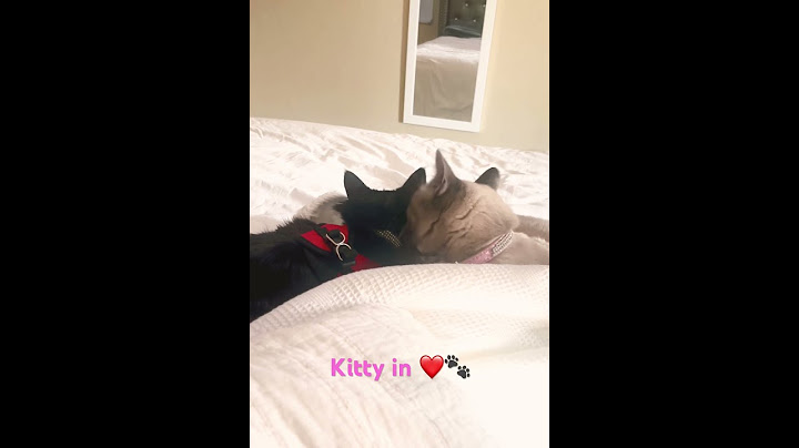 Watch the video about #siamese being sweet to kitten 🐱 #cute