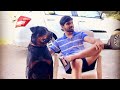 Fav❤️ #rottweiler #dogs #pune #dogsofinstagram #rottweilerpuppy ##dogsoftiktok #dogshorts #pets #pet