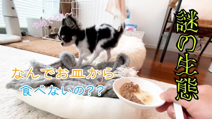 英語初心者 赤ちゃんチワワと英語を学んでいます ネイティブキャンプ Youtube 英語初心者 赤ちゃんチワワと英語を学んでいます ネイティブキャンプ Youtube