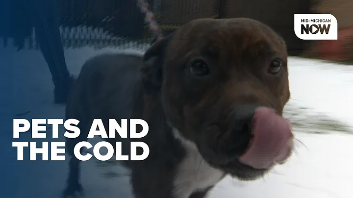 "If it's too cold for you, it's too cold for them" animal control gives reminders for pet safety