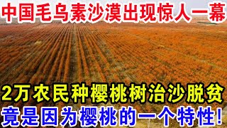 中国毛乌素沙漠出现惊人一幕，2万农民靠种樱桃树治沙脱贫，竟是因为樱桃的一个特性！