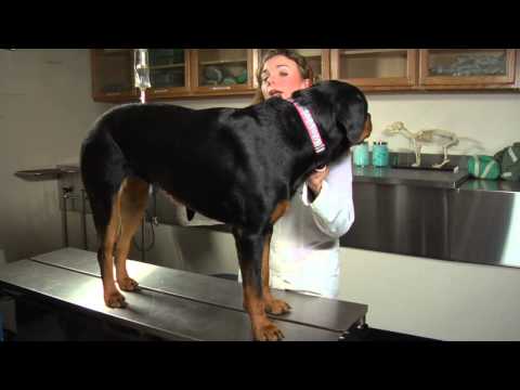 How to Measure a Dog&rsquo;s Heartbeat : Dog&rsquo;s Health
