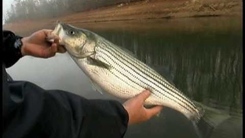Captain Mack Farr_Stripers and Spots on Live Bait Pt. 1 of 4