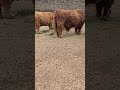 highland cow and grown up calf eating hay close by toronto canada apr 2026