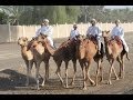 ركض عرضة البوش ولاية صحم حفيت 17 أكتوبر 2013 Oman ركض عرضة البوش ولاية صحم حفيت 17 أكتوبر 2013 Oman