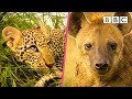 Leopard cub comes face to face with a hyena 😲 Serengeti II - BBC