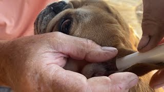 How to fix dog ear hematoma