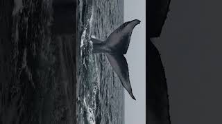 Blue Whale Showing Massive Fluke With Orca Bites