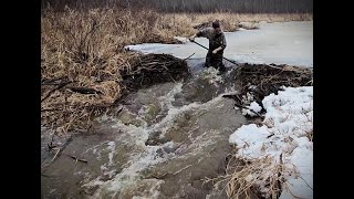 Big Iced Up Beaver Dam Removal. Lots Of Water & Ice Released