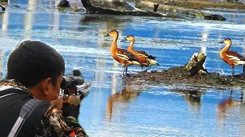 BERBURU BURUNG BELIBIS PANEN DI SPOT MELIMPAH