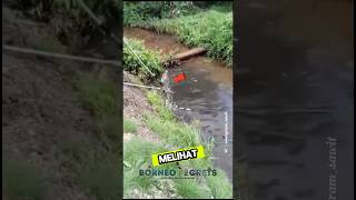 Memindahkan Buaya Dari Kebun Sawit #shorts #buaya #predator #sawit