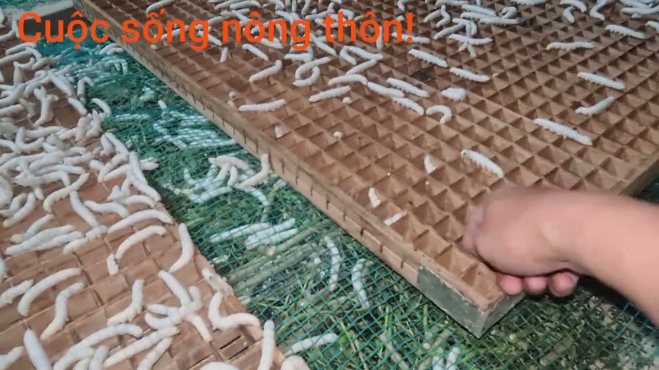 Thăm mô hình nuôi Tằm và kinh nghiệm cho Tằm lên né