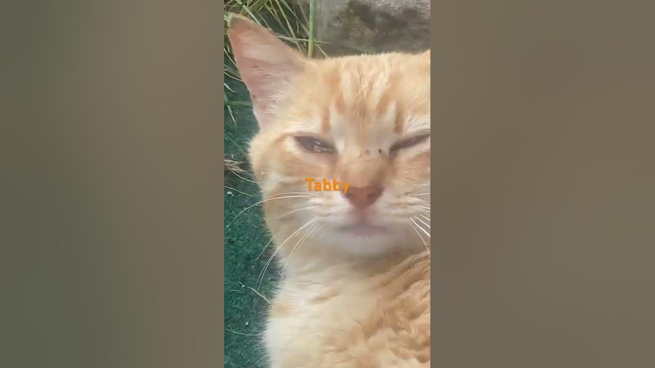 Tabby - YouTube
