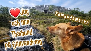 Me and my Thai dog on a hike in Femundsmarka (4K resolution)