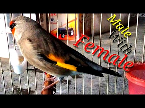 Gold Finch Singing