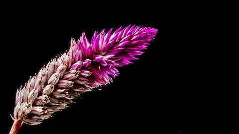 سوره‌تی التكویر به‌ده‌نگی شیخ ماهر المعيقلي به‌ته‌فسیری کوردی