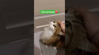 Ласкули / Мятуля #кошка #кошкавдоме #кошечка #кошки #киса #рек #топ #шортс #россия