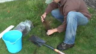 Evergreen Tree Planting Instructions