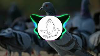 Kabutar ja ja ||2K19|| DJ SONG