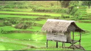 KECAPI SULING BUAT SUNGKEM TERBAIK