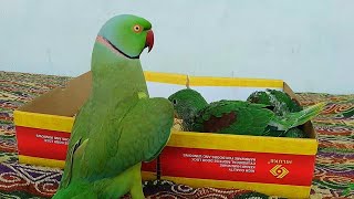 Cute Baby Ringneck Parrots Compilation Video