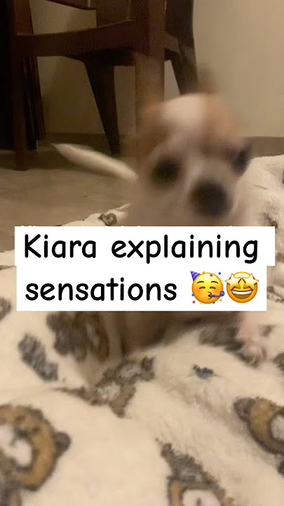 Download lagu Kiara doing trending sensations 🤩#shorts #video #pets #dog #trending #viral #petlover #funny #kiara