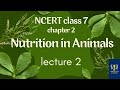 Ncert class 7 Science Chapter 2 Nutrition in Animals (Lecture 2)