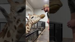 Chiropractor Helps a Giraffe in Need