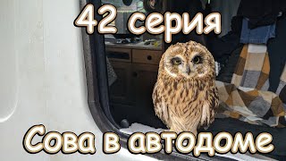 42 серия #Vanlife, автодом своими руками. БОЛОТНАЯ СОВА а АВТОДОМЕ.