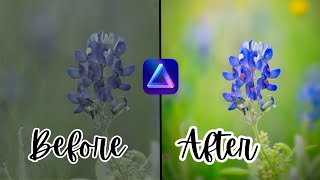 Enhance Your Wildflower Images with Luminar Neo! screenshot 3