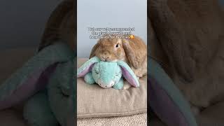 Comment “bunny” if you want one for your bunny
