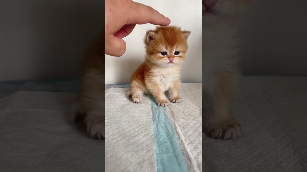 Cute kitten#kitten #cute ##cat #anmals #cat