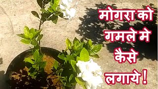 How to Grow  & Care Mogra / Jasmine Plant in Pot : A Complete Guide I मोगरा को गमले में कैसे लगाये !