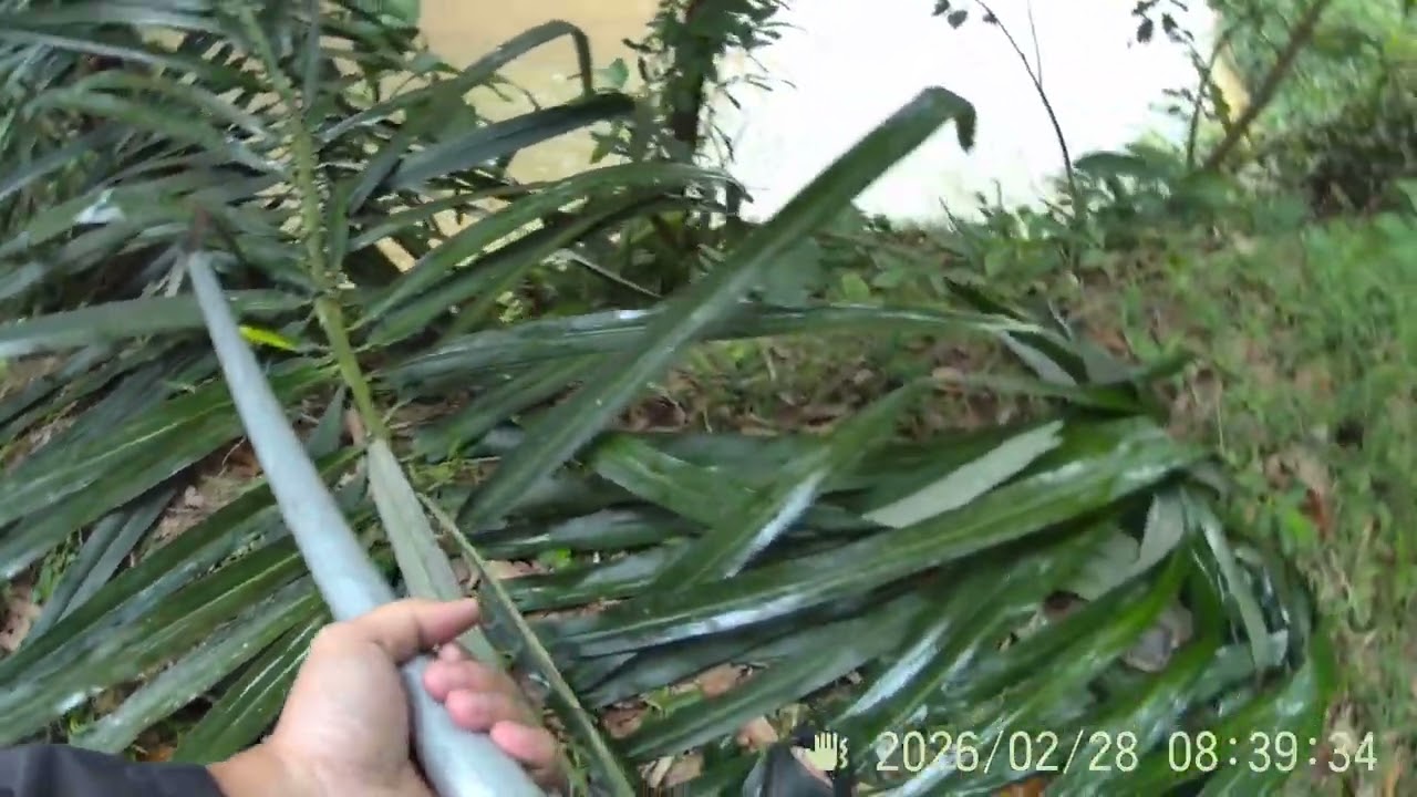 28022026 Ambik makanan kambing part 1