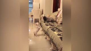 Смешные видео с котами и собаками. Смотреть ВСЕМ. Приколы с веселыми животными. Смешные видео с котами и собаками. Смотреть ВСЕМ. Приколы с веселыми животными.