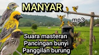 Download Lagu Download mp3 MANYAR suara PIKAT, pancingan BUNYI, panggilan BURUNG dan MASTERAN  MP3