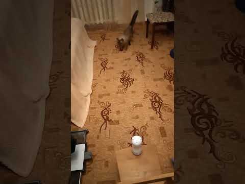 Лазерная указка для кошки