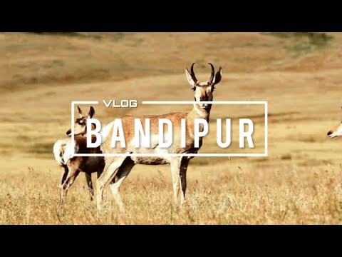 BANDIPUR NATIONAL PARK | Rare Views In Bandipur National Park | Karnataka Tourism.HD View