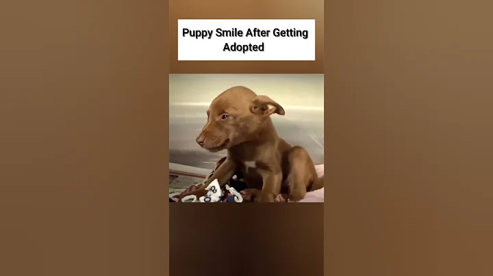 HEARTWARMING ANIMAL MOMENTS CAUGHT ON CAMERA #shorts