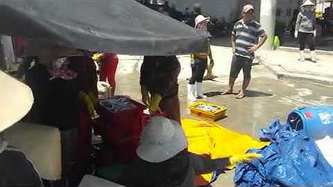 Ngư dân Nam Trung Bộ trúng đậm cá nục