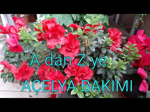 Video: Açelya Bakımının özellikleri